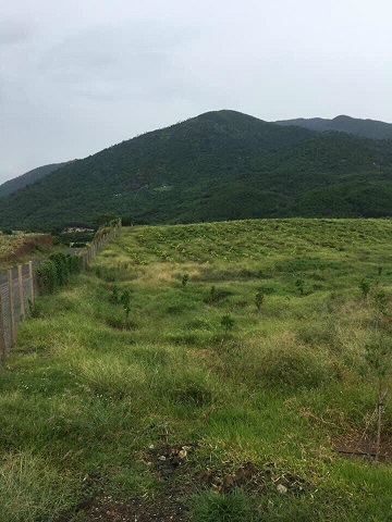 ⭐Bán rẫy cây lâu năm có 3 mặt bám đường xe ô tô thôn Tân hưng, Ninh Hưng, Ninh Khòa, Khánh Hòa; 17tỷ; 0905420879