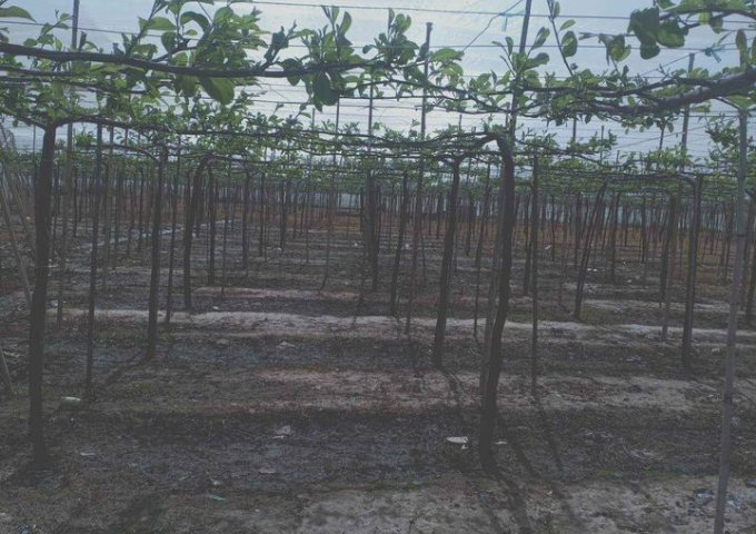 Bán lô đất có vườn táo đang thu hoạch Thôn Văn Lâm 3, Xã Phước Nam, Thuận Nam, Ninh Thuận