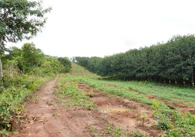 Bán 1,5ha đất rẫy mặt tiền đường nhựa tại Xã Đắk Ngọk, Đăk Hà, Kon Tum