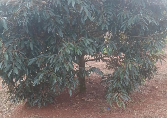 Bán lô đất trồng cây ăn trái, tiêu, cafe tại Xã Đắk Hoà, Dăk Song, Đắk Nông