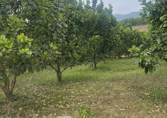 CHÍNH CHỦ CẦN BÁN 9 LÔ VƯỜN SIÊU ĐẸP KHÁNH VĨNH KHÁNH HÒA