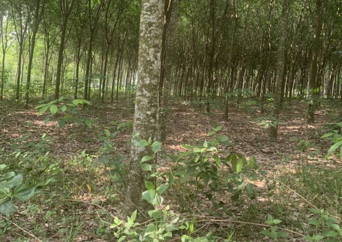 BÁN ĐẤT TRỒNG CÂY LÂU NĂM