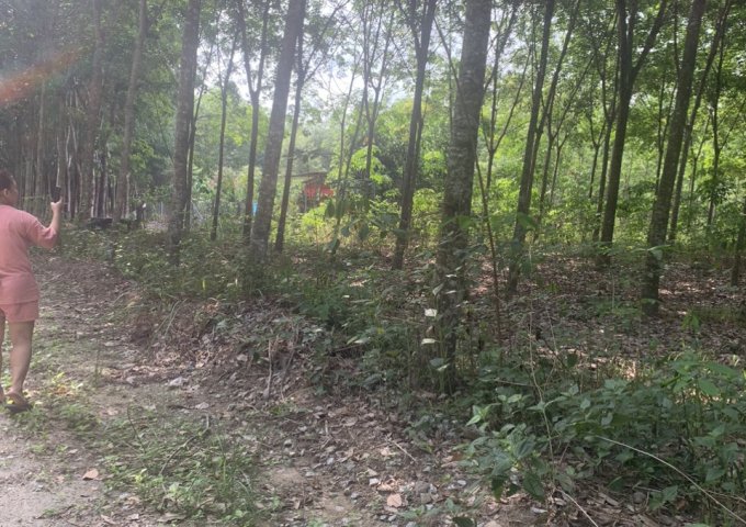 BÁN ĐẤT TRỒNG CÂY LÂU NĂM