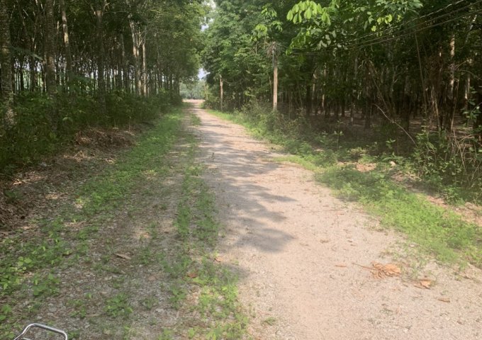 BÁN ĐẤT TRỒNG CÂY LÂU NĂM