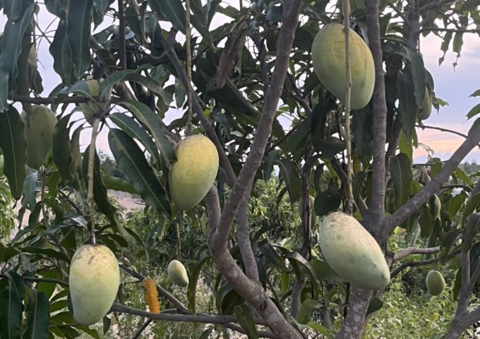 bán vườn trái cây có đầy đủ nhà vườn rộng 9 hecta xã Diên Sơn, Diên Khánh LH 0788.558.552