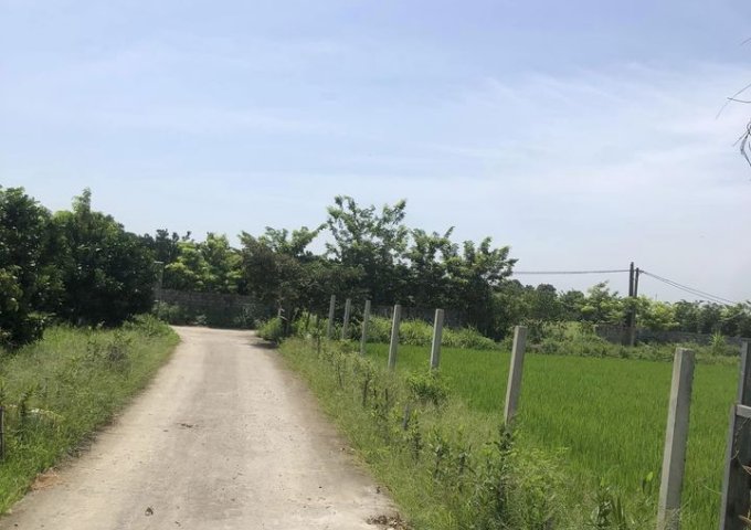 Chính chủ cần bán trang trại có sẵn ao cá, vườn cây, Yên Hùng,Yên Định, Thanh Hóa