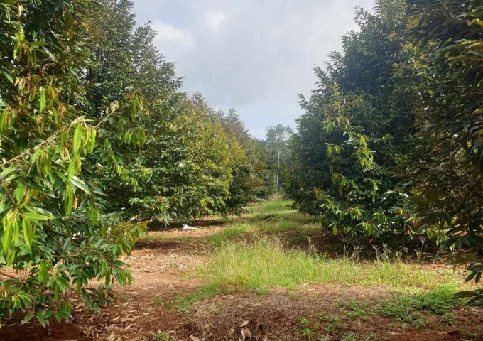  Chú gửi bán gấp mảnh đất  vườn trái cây 2000m ở Đồng Phú