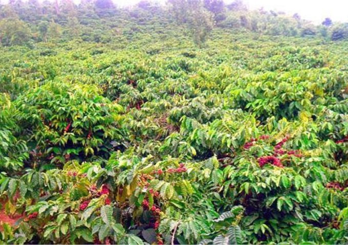 Bán vườn cà phê Lộc Bảo, Bảo Lâm, Lâm Đồng: 16.000 m2 chỉ hơn 4 tỷ.