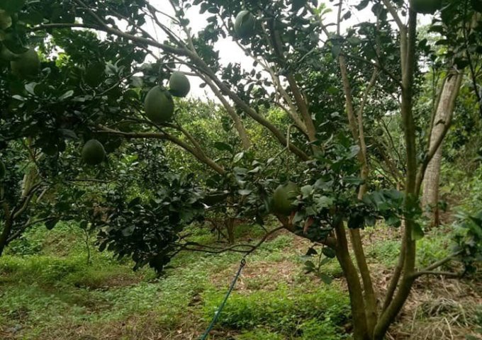  Cần bán vườn sầu riêng đang cho thu hoạch trái 1000m2 giá 500 triệu