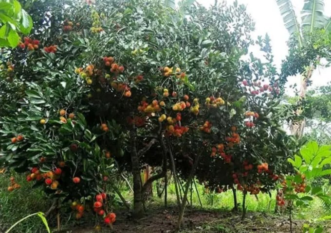 Bán vườn trái cây 1000m2 giá chỉ 435 triệu.