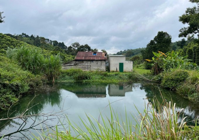 Cần bán gấp do nợ ngân hàng 2 héc 2 đất trồng tiêu, cà phê, sầu riêng, cách QL14 1Km