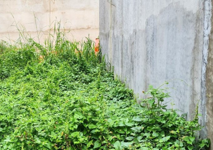 Đất Cần Bán Giá Hiếm Dưới 2 Tỷ Tại Tân Hiệp Hóc Môn