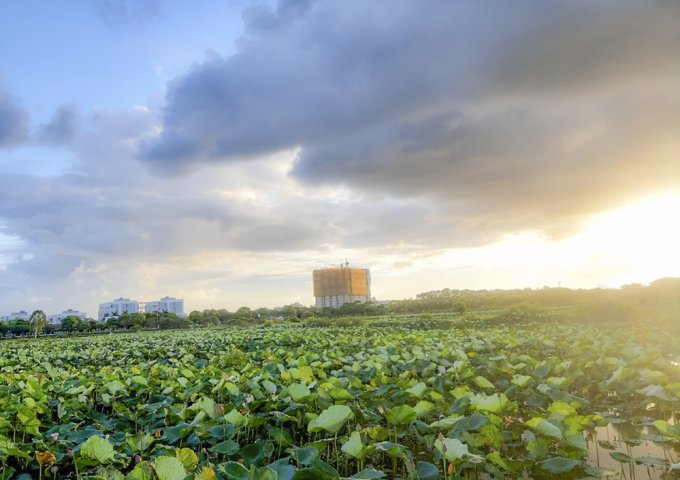 Hanhomes Blue Star Trâu Quỳ, Gia Lâm, Hà Nội. 60m2 đến 70m2, 2 ngủ.