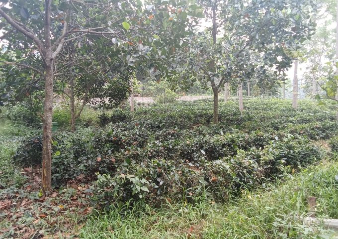 5.5 tỷ đất Ba Vì chính chủ cần bán gấp