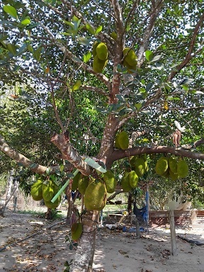 CHÍNH CHỦ CẦN BÁN GẤP NHÀ ĐẤT MẶT TIỀN DH707