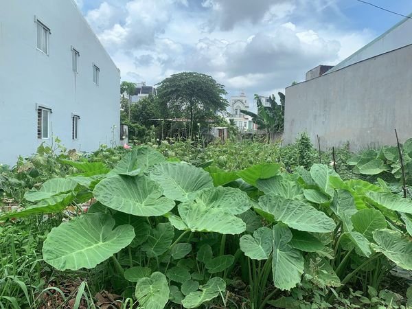 Đất Khủng 446m2 có 9 tỷ x Mặt tiền Hà Duy Phiên Bình Mỹ Củ Chi TPHCM