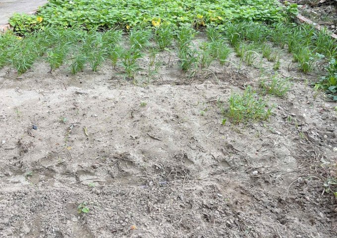 Bán đất -kim chung -đông anh