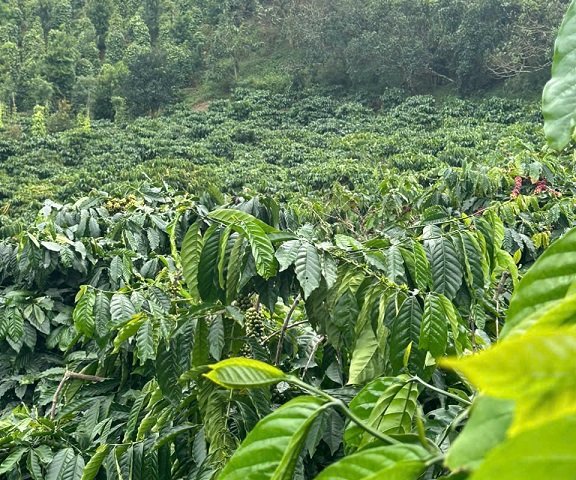 Chủ cần bán gấp 2 mảnh đất khu vực Đak Sông, Thuận Hạnh,0349863986