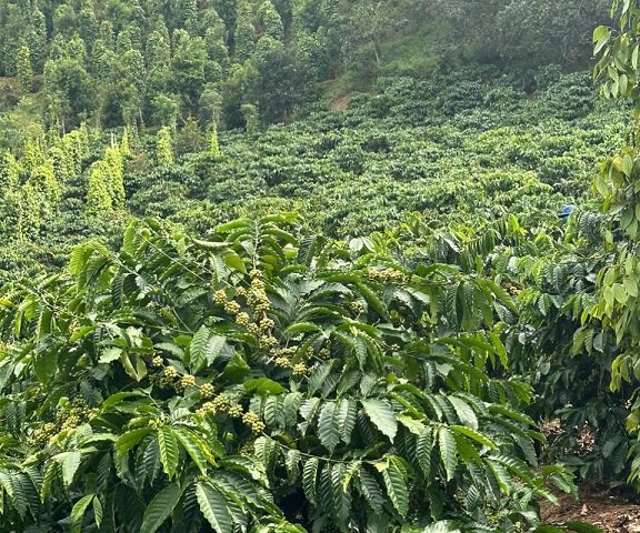 Chủ cần bán gấp 2 mảnh đất khu vực Đak Sông, Thuận Hạnh,0349863986