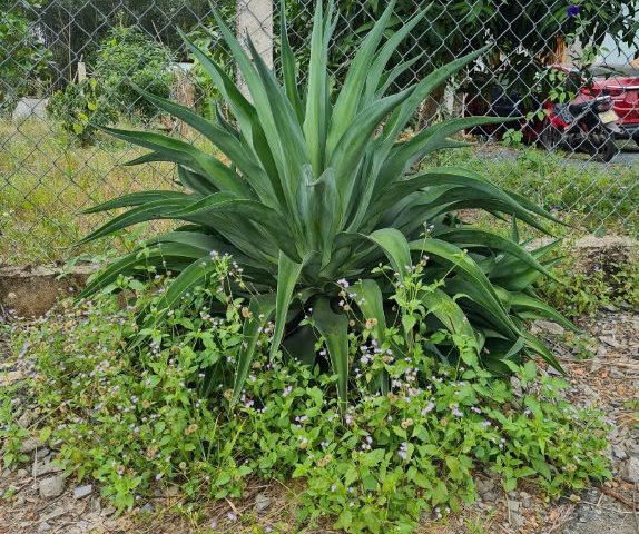 Bán nhà mặt tiền NA7 ngang 10M, dài 20M, Hướng Nam, Gần Chợ 78 79. Đường Lớn 20M, Vsip1, 02 Sổ Đỏ.