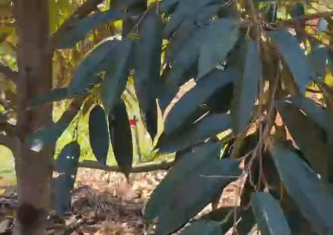 CHÍNH CHỦ CẦN BÁN ĐẤT THUỘC XÃ ĐẠ LÂY HUYỆN ĐẠ HUOAI LÂM ĐỒNG