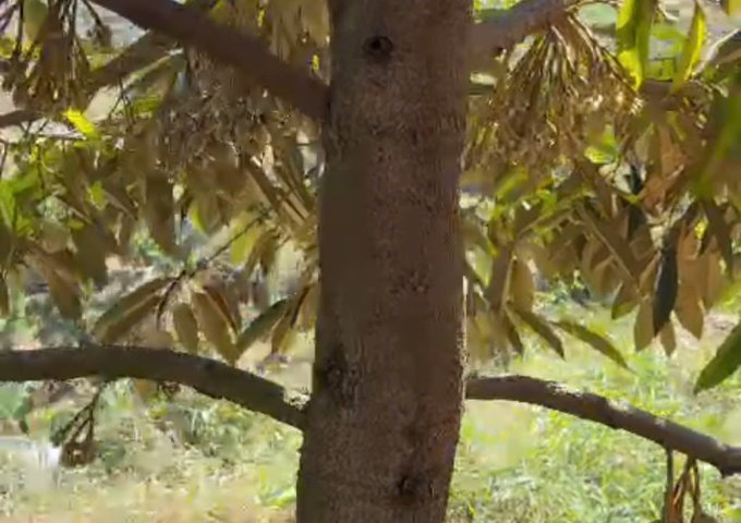 CHÍNH CHỦ CẦN BÁN ĐẤT THUỘC XÃ ĐẠ LÂY HUYỆN ĐẠ HUOAI LÂM ĐỒNG