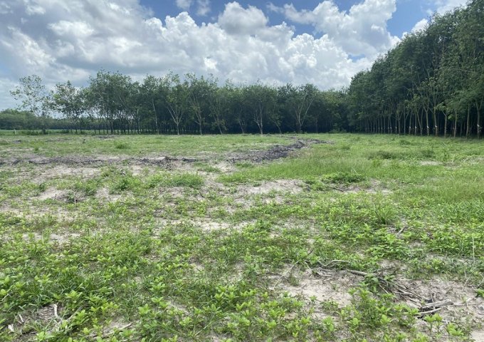 Bán 5 lô đất vị trí đẹp ấp Thạnh Phú, xã Tân Hiệp mới, huyện Tân Châu, tỉnh Tây Ninh.