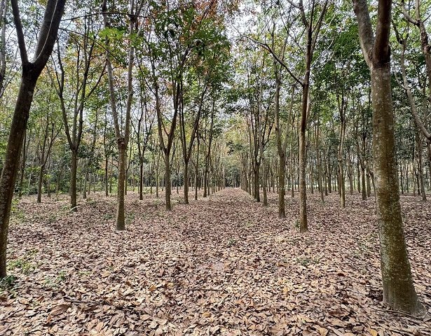 Chính chủ bán 2188m2 đất tại Hoà Lợi, Bến Cát.