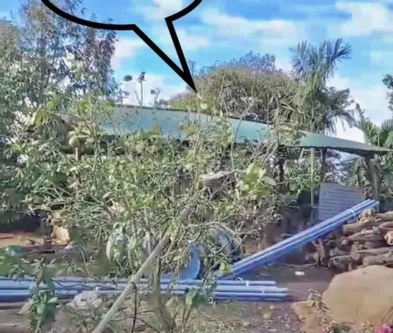 Đất rẫy 2 hecta trồng cà phê, tiêu, sầu riêng xen canh Đăk Lăk