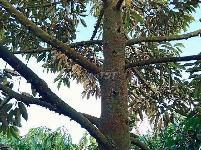 Đất rẫy 2 hecta trồng cà phê, tiêu, sầu riêng xen canh Đăk Lăk