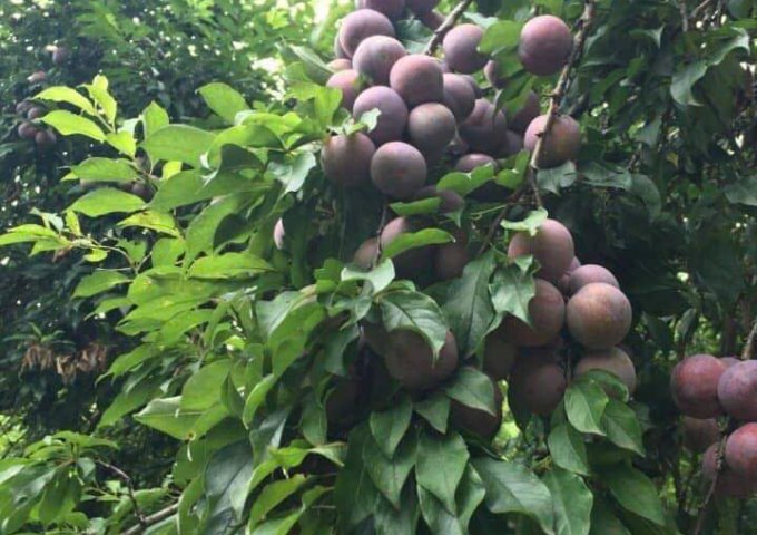 BÁN ĐẤT BẢN DỌI - TÂN LẬP - MỘC CHÂU - SƠN LA.