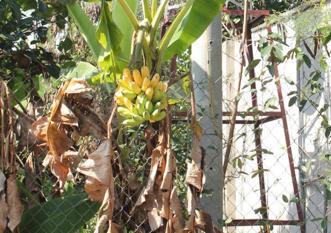 Bán đất vườn 750tr diện tích 2500m2