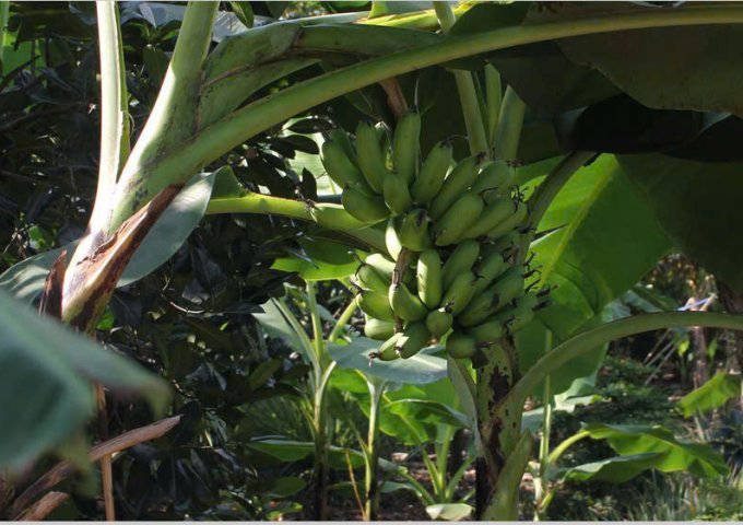 Bán đất vườn 750tr diện tích 2500m2