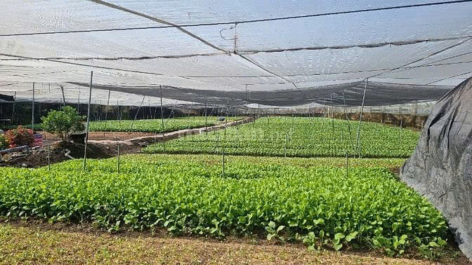 Chính chủ Bán Đất đất trồng cây lâu năm Đường Bờ Kênh, ngay Trại Nấm, Ấp Tân Lập, Xã Tân Thới Nhì, Huyện Hóc Môn