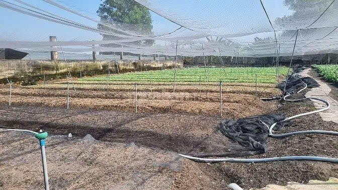 Chính chủ Bán Đất đất trồng cây lâu năm Đường Bờ Kênh, ngay Trại Nấm, Ấp Tân Lập, Xã Tân Thới Nhì, Huyện Hóc Môn