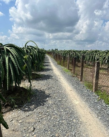 Gia Đình Bán Nhanh 2 Lô Đất Nhỏ Tại Dương Xuân Hội, Châu Thành, Long An