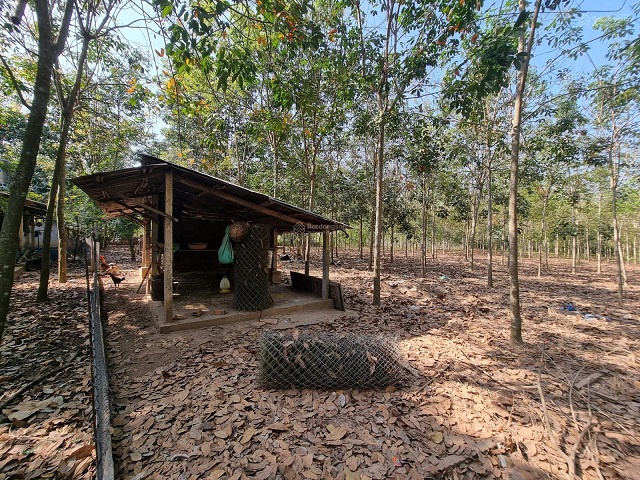 Bán đất Long Nguyên, Bàu Bàng 11,000m2 gần chợ Bến Cát, tiện làm nhà vườn, nhà xưởng, công xưởng