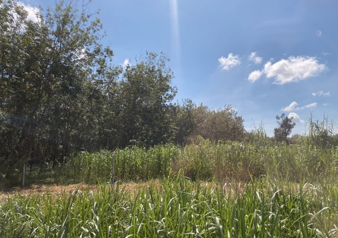 BÁN ĐẤT ĐẸP MẶT TIỀN – SUỐI NGÔ, TÂY NINH – CHỈ 2.2 TỶ/HA