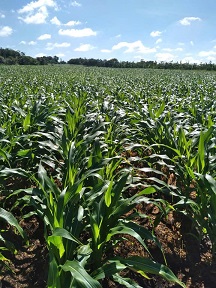 Chính chủ cần bán 2 lô đất liền kề tại Sông Ray, Cẩm Mỹ, Đồng Nai