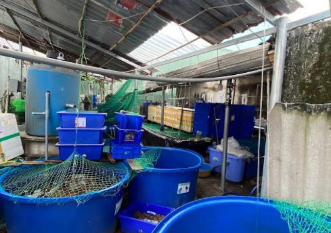 Nhà MT giá trong hẻm 261m², Nở hậu, Đ.10m – An Phú Đông Q12