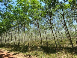 CHÍNH CHỦ CẦN BÁN LÔ ĐẤT GIÁ RẺ TẠI XÃ ĐỊNH THÀNH – DẦU TIẾNG – BÌNH DƯƠNG