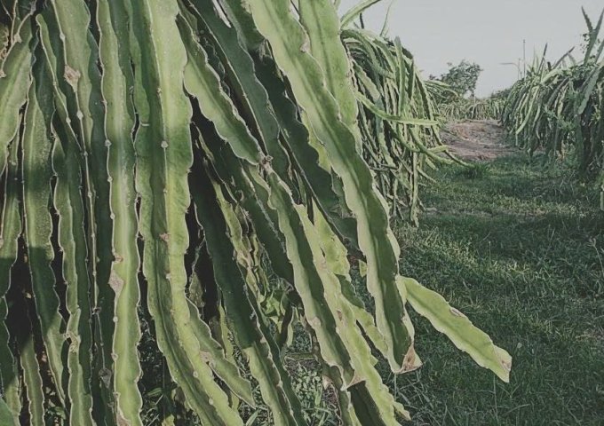 BÁN GẤP 1 MẪU ĐẤT TRỒNG CÂY LÂU NĂM ĐANG RA TRÁI – HÀM LIÊM, BÌNH THUẬN GIÁ CHỈ 2 TỶ 6