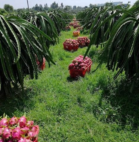 BÁN GẤP 1 MẪU ĐẤT TRỒNG CÂY LÂU NĂM ĐANG RA TRÁI – HÀM LIÊM, BÌNH THUẬN GIÁ CHỈ 2 TỶ 6