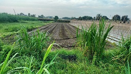 Chính chủ cần chuyển nhượng đất thổ cư tại Đức Lập Hạ – Long An