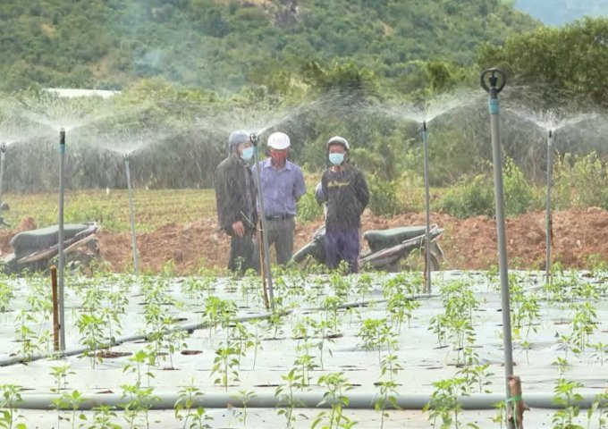 Cần Bán Đất Thôn Phú Nhuận- Xã Mỹ Sơn- Huyện Ninh Sơn- Tỉnh Ninh Thuận