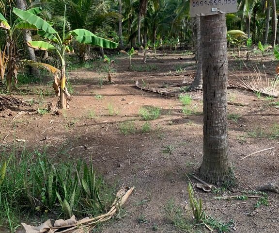 CHÍNH CHỦ CẦN BÁN ĐẤT TẠI - BẾN TRE