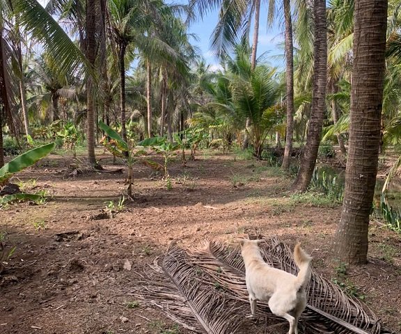 CHÍNH CHỦ CẦN BÁN ĐẤT TẠI - BẾN TRE