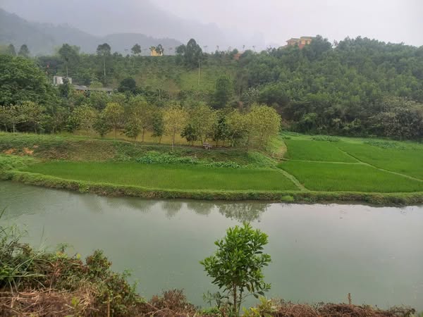 Chính chủ em cần bán 10.000m đất đẹp, giá tốt, vị trí đắc địa tại Kim Bôi, Hoà Bình. 0969446789