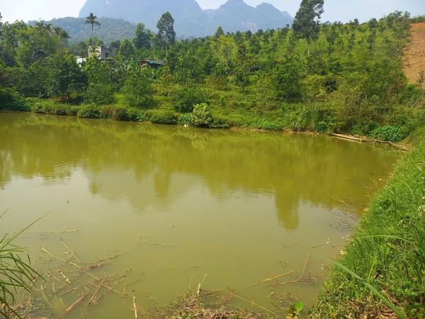 Chính chủ em cần bán 10.000m đất đẹp, giá tốt, vị trí đắc địa tại Kim Bôi, Hoà Bình. 0969446789