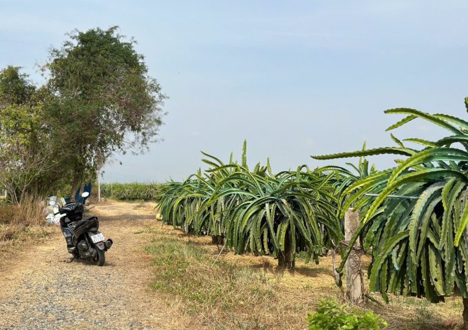 BÁN ĐẤT VƯỜN GIÁ TỐT – HÀM MỸ, HÀM THUẬN NAM, BÌNH THUẬN